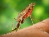 800px-anopheles_albimanus_mosquito