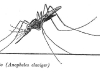 anopheles