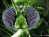 anopheles2